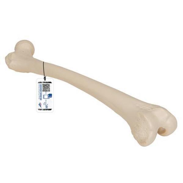 3B Scientific Femur - w/ 3B Smart Anatomy 1019360